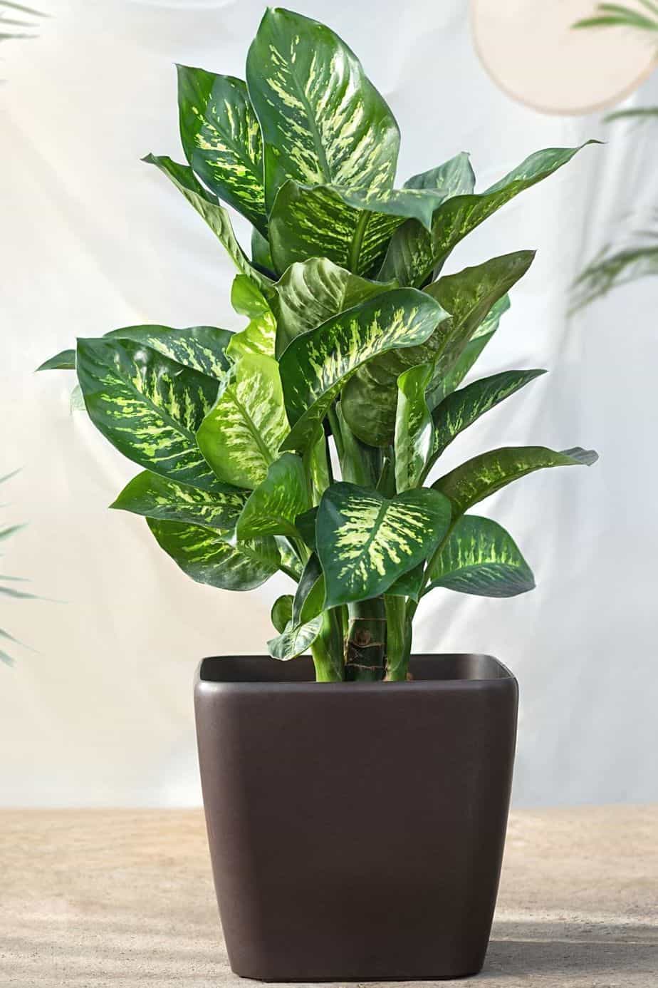 Dieffenbachia, aka Dumb Canes, also contains oxalates that is toxic for cats