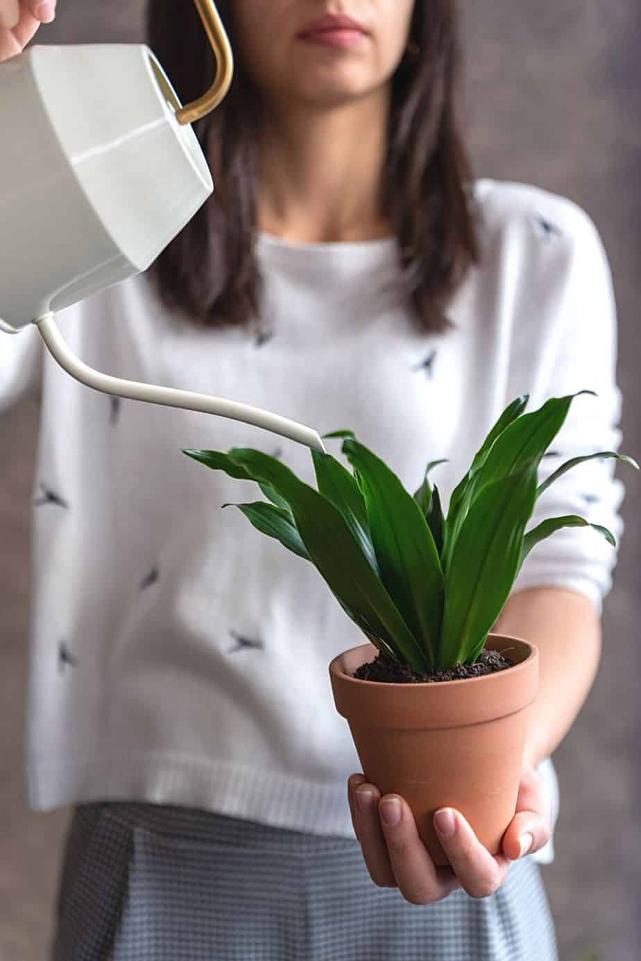 Dracaena grows well in water, making sure to use flouride- and chlorine-free water