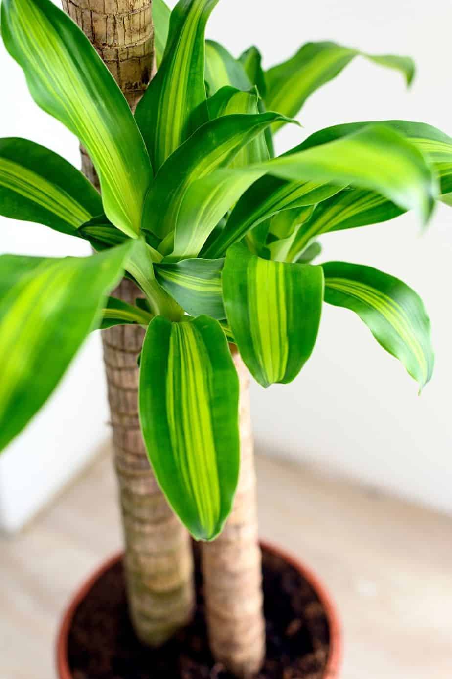 Dracaena contains saponin, a compound that is toxic for cats