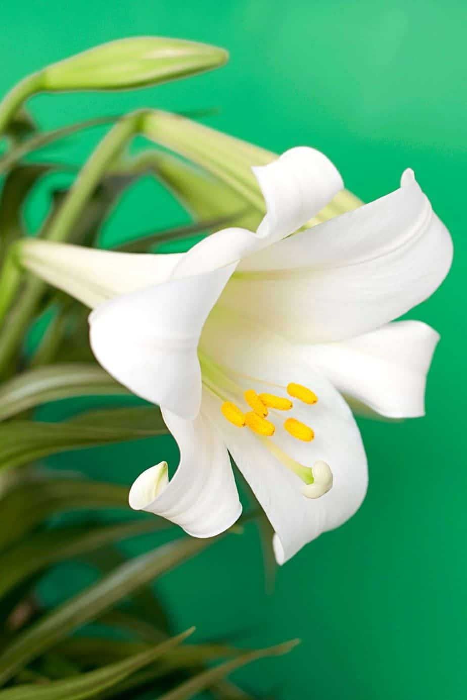 Easter Lily, a commonly-gifted plant for indoor growth, is toxic for your cats