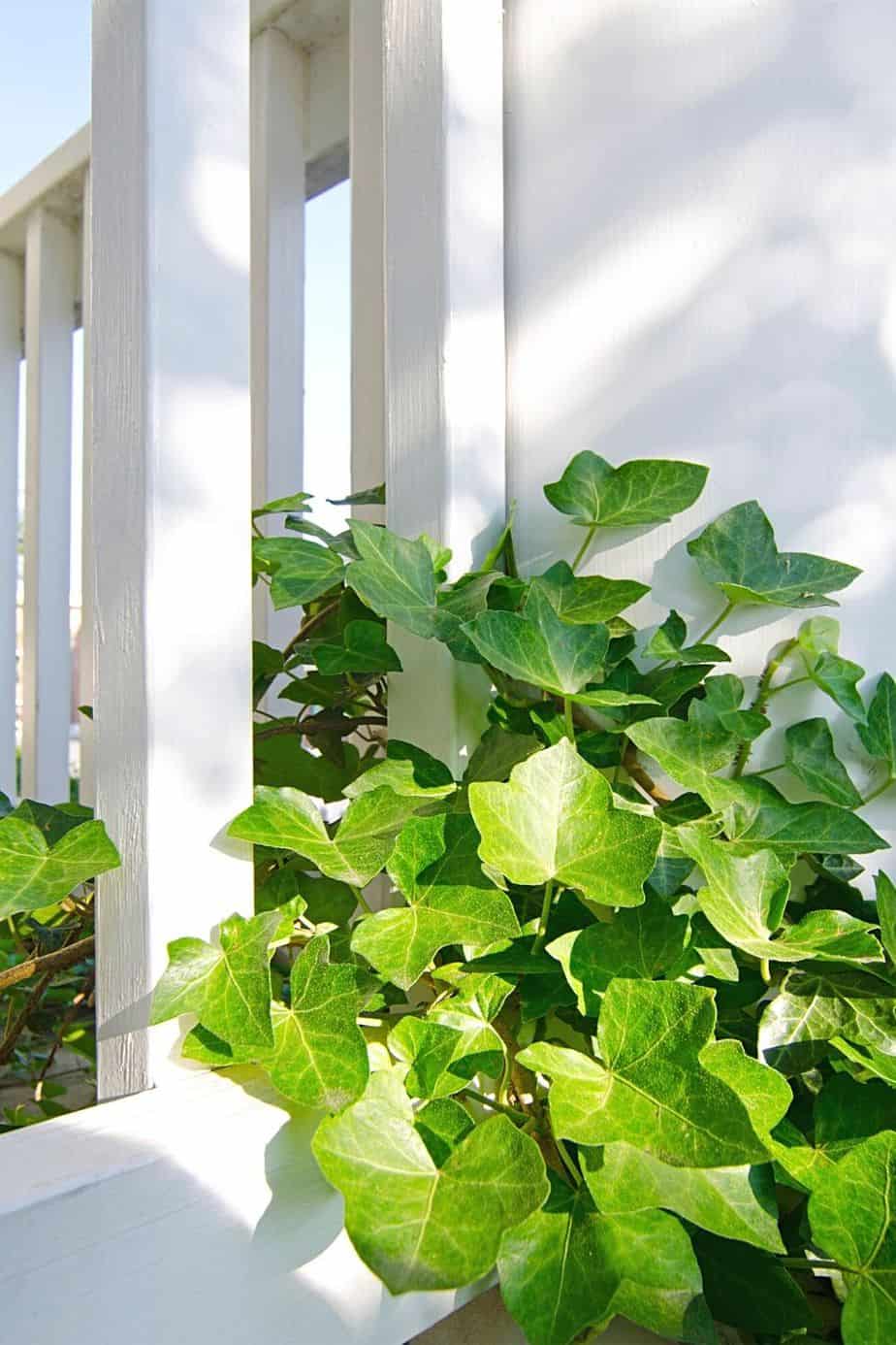 English Ivy is another plant that you can place in a vase for prolonged periods