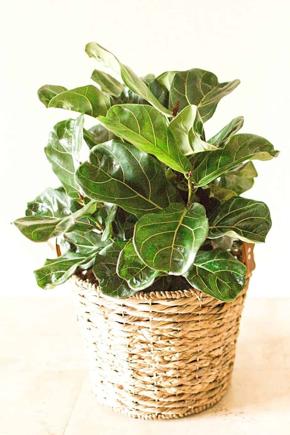 Make sure to water Fiddle Leaf Figs properly as they're water-sensitive plants