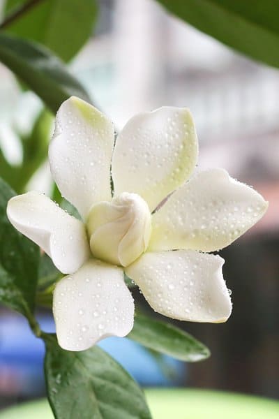 For Gardenia (Gardenia jasminoides) to grow optimally, you should place it in an area with direct sunlight