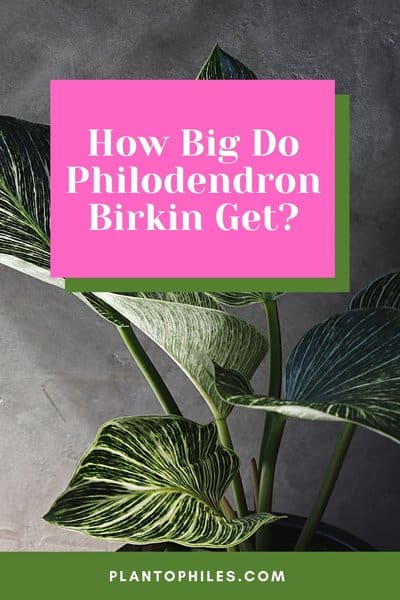 How Big Do Philodendron Birkin Get