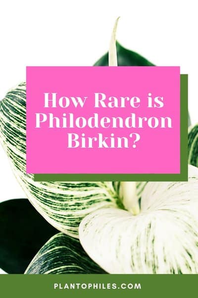 How Rare is Philodendron Birkin