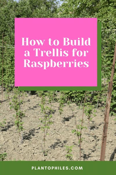 How to Build a Trellis for Raspberries