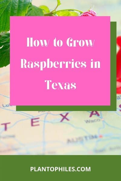 How to Grow Raspberries in Texas