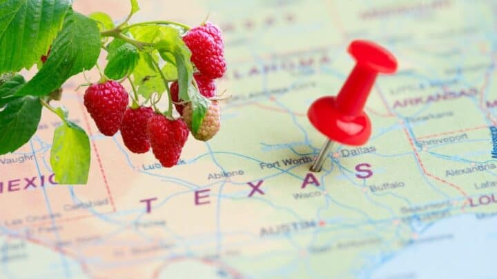 How to Grow Raspberries in Texas — #1 Best Guide!