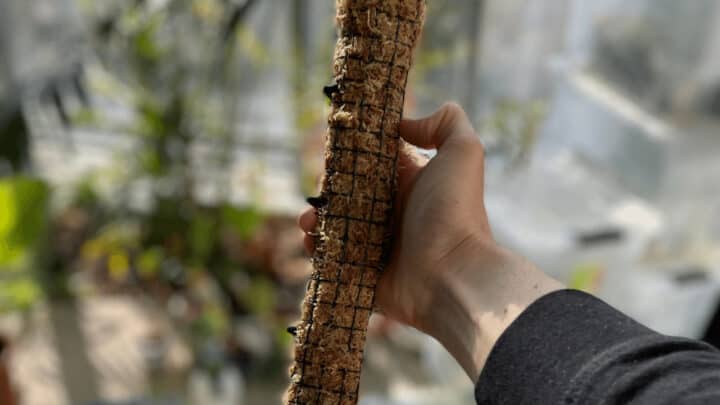 188金宝慱亚洲F1如何做一个苔藓杆-最好的DIY指南在20步