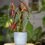 3 Best Methods How to Propagate Begonia maculata