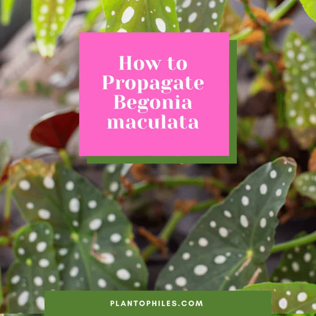 How to Propagate Begonia maculata