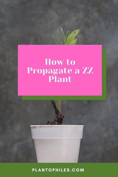 How to Propagate a ZZ Plant