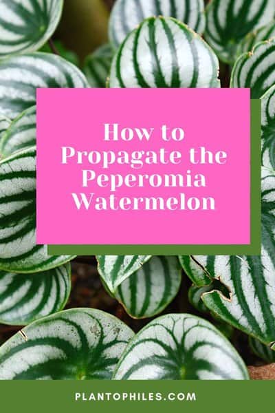 How to Propagate the Peperomia Watermelon