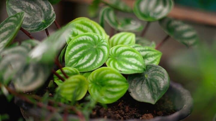 3 Best Methods How to Propagate the Peperomia Watermelon