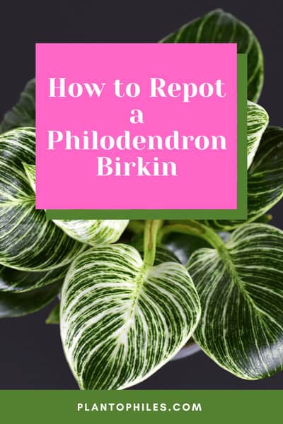 How to Repot a Philodendron birkin