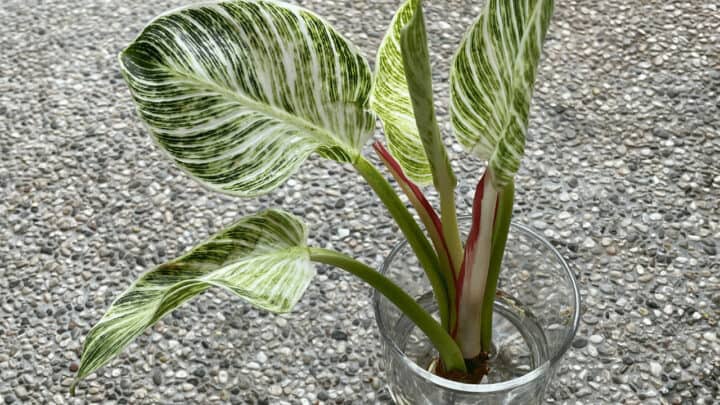 3 Best Ways How to Propagate Philodendron Birkin