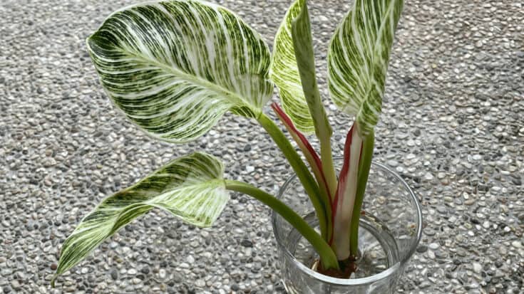 3-best-ways-how-to-propagate-philodendron-birkin