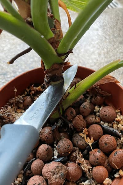 Make an incision on the Philodendron birkin stem