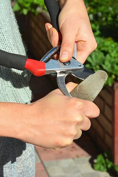 确保使用锋利和消毒的园艺工具，以确保你的斑纹海棠茁壮成长