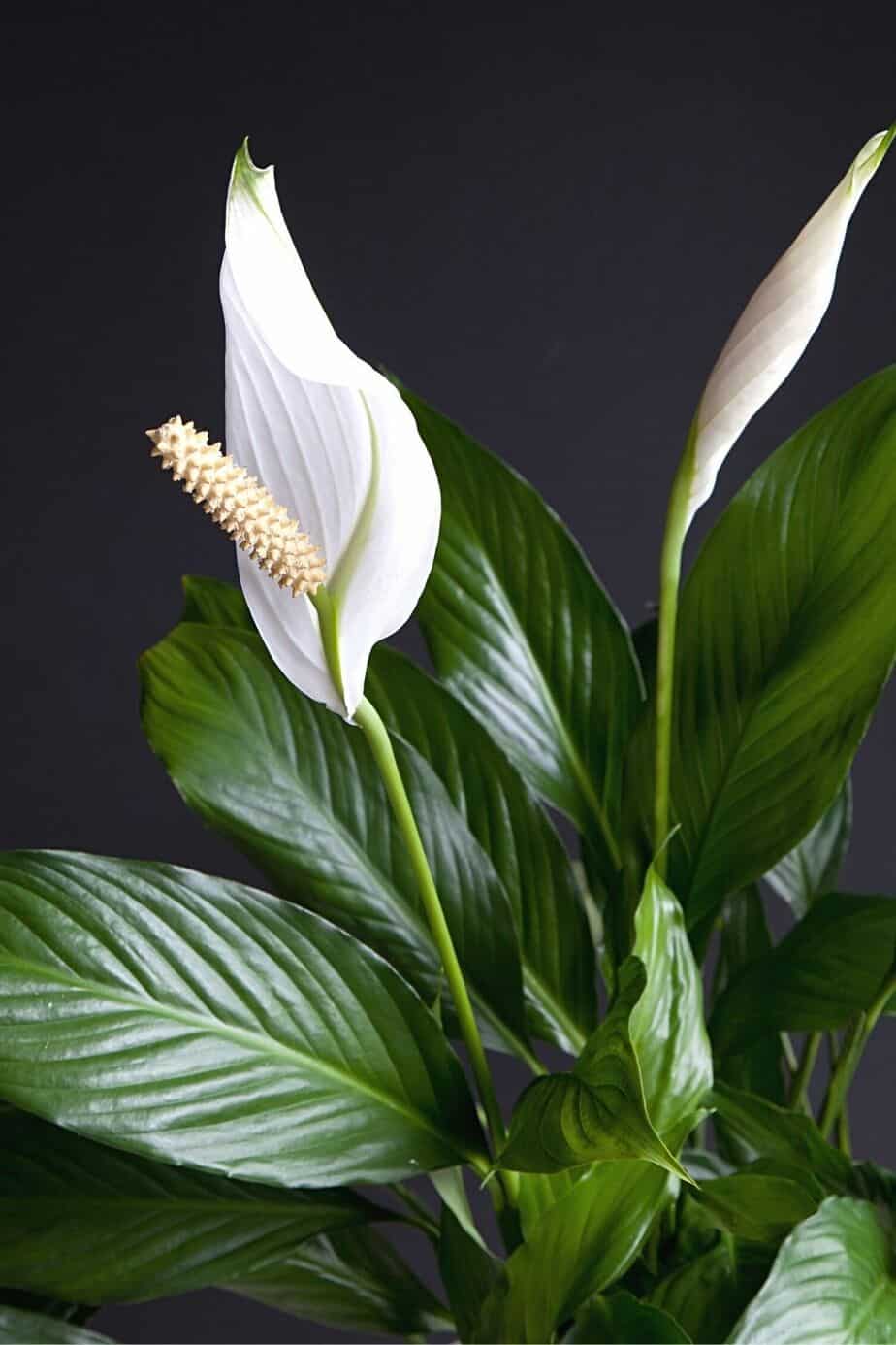 Mauna Loa Peace Lily, like Philodendron, contains oxalates that are toxic for cats