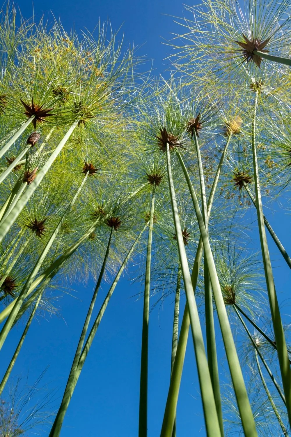 Aside from making sure it stays hydrated at all times, Papyrus (Cyperus papyrus) thrives in full sun