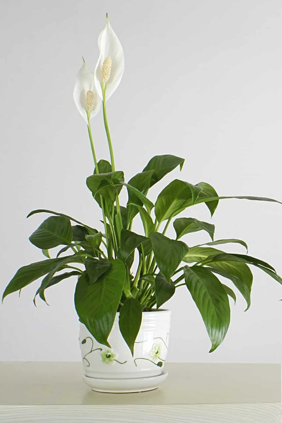 Peace Lily is a delicate plant that requires using lukewarm water to submerge its roots into
