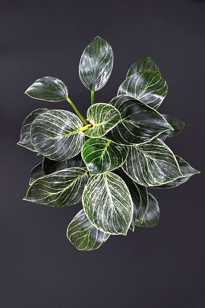 Philodendron Birkin came to be because of a rare gene mutation in the Rojo Congo Philodendron