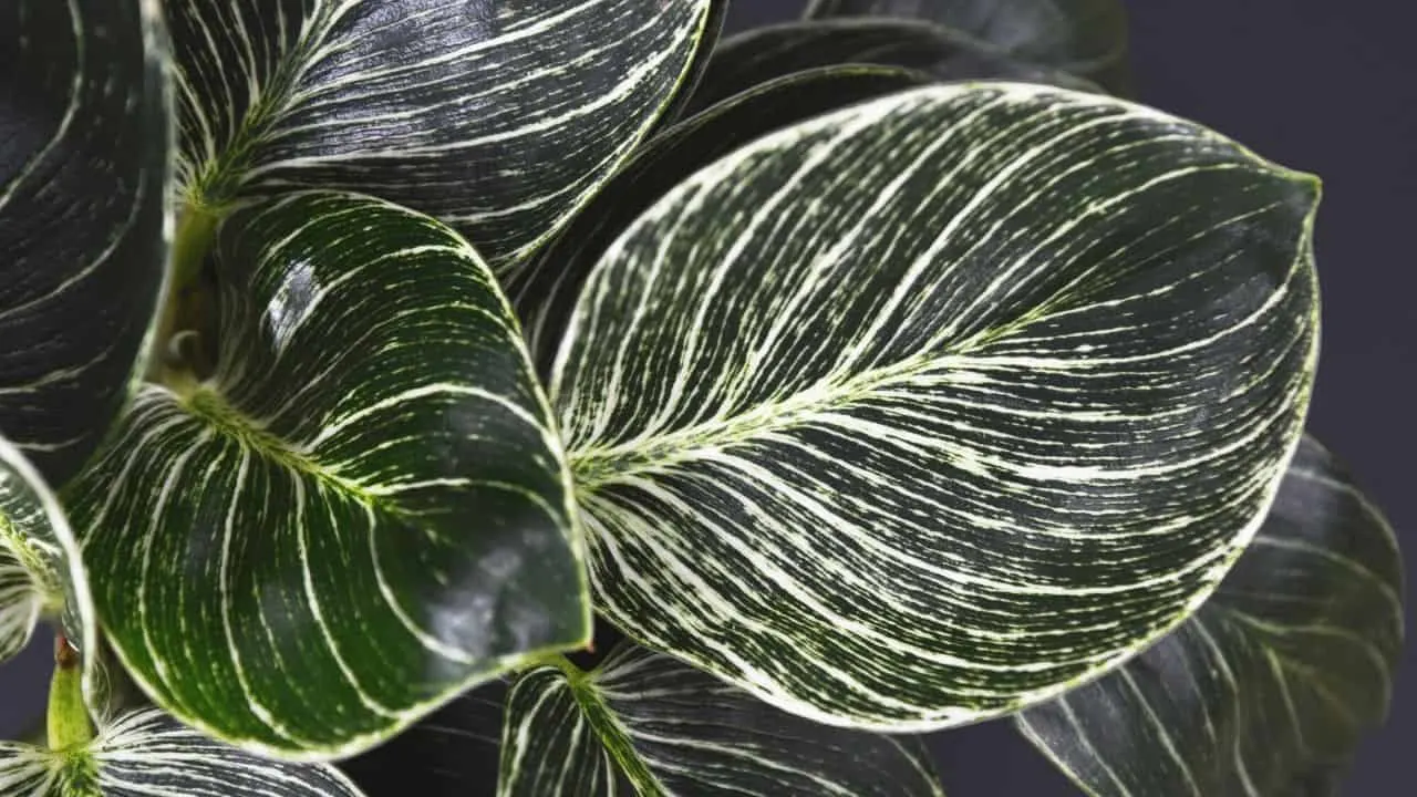 Philodendron birkin is known for the white pinstripes on its leaves