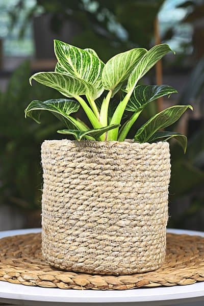Philodendron Birkin typically grows to about 1 to 3 feet in width