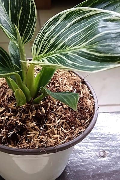 Philodendron Brikin thrive in humid tropical environments