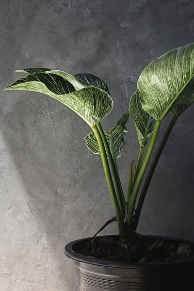 Placing your Philodendron Birkin in an over- or undersized pot and insufficient sunlight can affect its growth