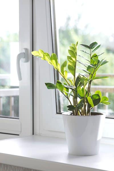 Placing your ZZ plants in a windowsill receiving direct sunlight can cause burning, ultimately causing yellow leaves