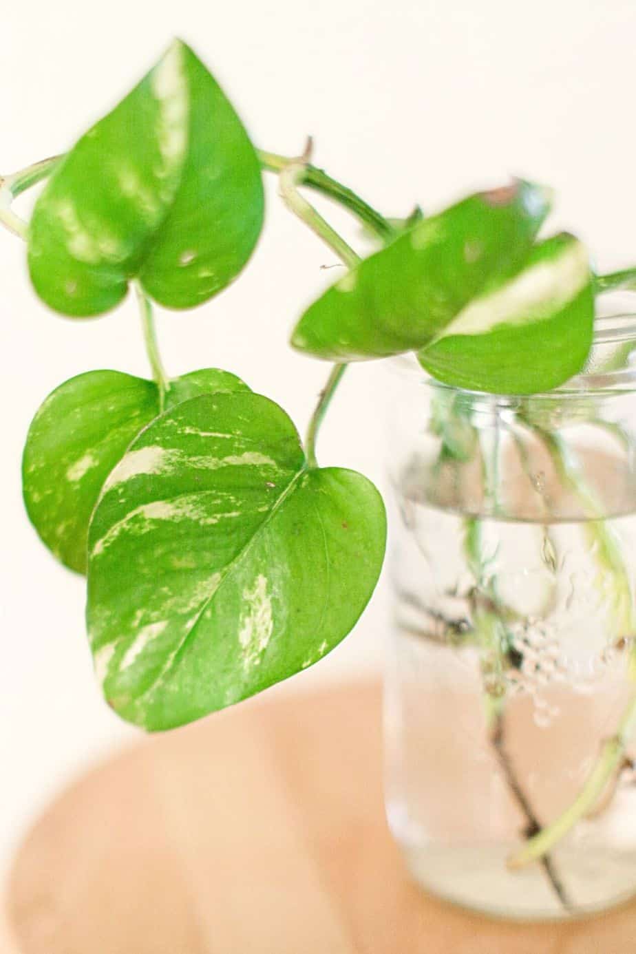 Pothos has shiny heart-shaped foliage that grows well in water