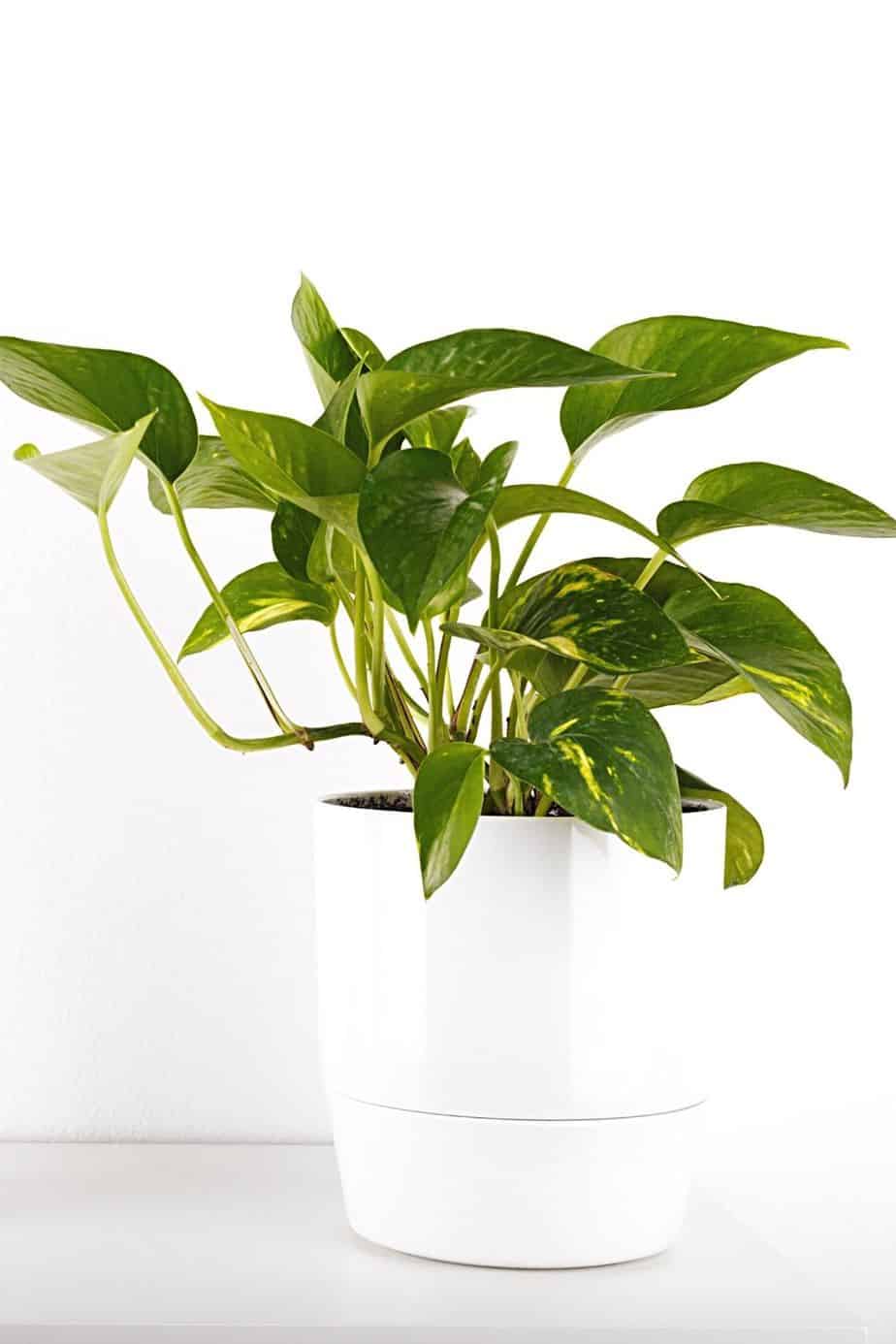 Another oxalate-containing plant, Pothos or Devil's Ivy causes oral irritation to your cats once they ingest it
