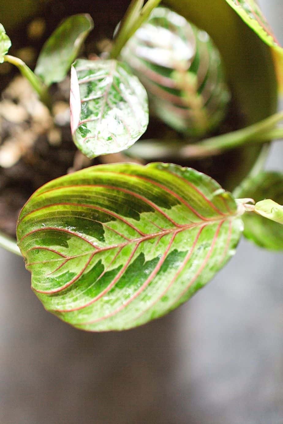 Prayer Plant is another plant that you can grow in water using cuttings
