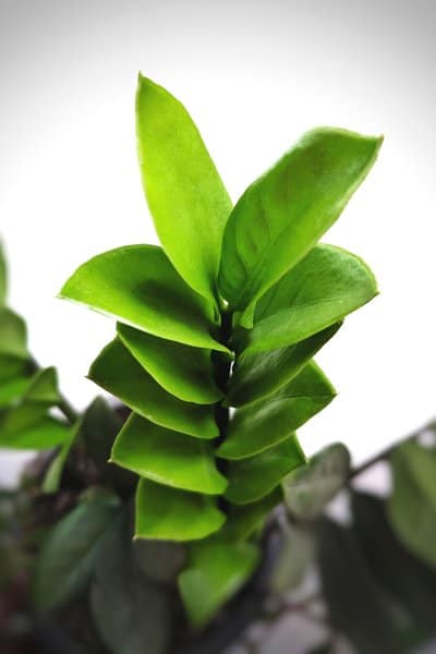 Propagating ZZ plant from leaf cuttings is the ideal method of propagation for beginners
