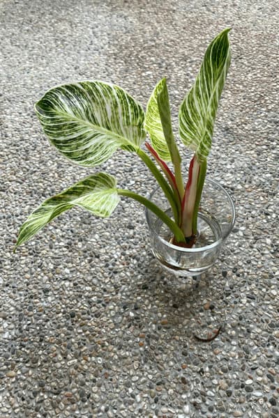 Put the Philodendron birkin cutting into water