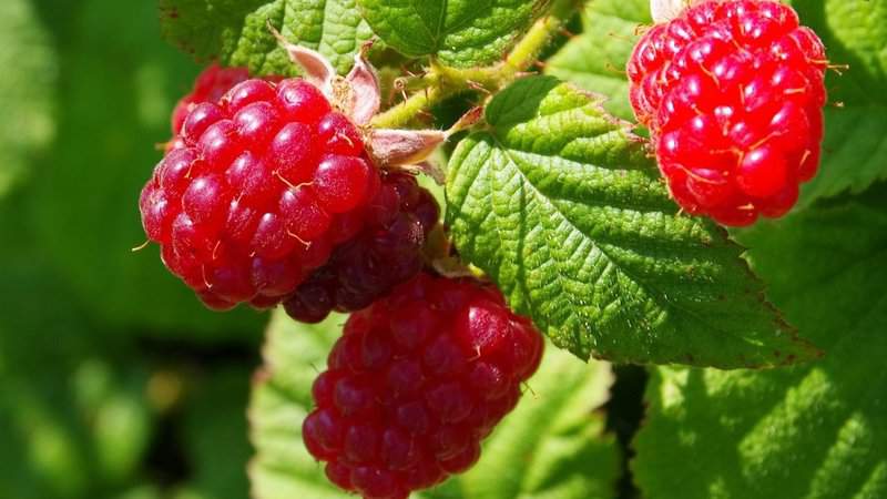 Raspberries - Which Plant Family Are They From?