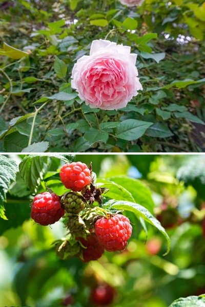 Raspberries belong to the same plant family as that of roses, the Rosaceae family