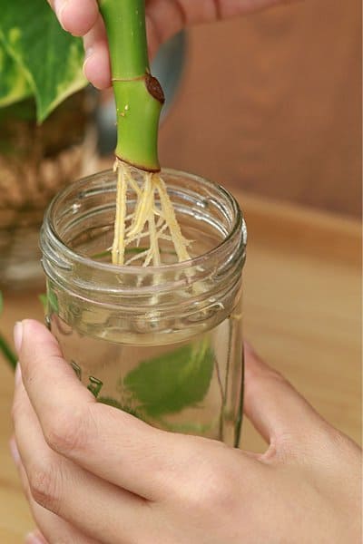 Roots will start to appear after placing the Peperomia Watermelon stem cutting in a jar filled with water