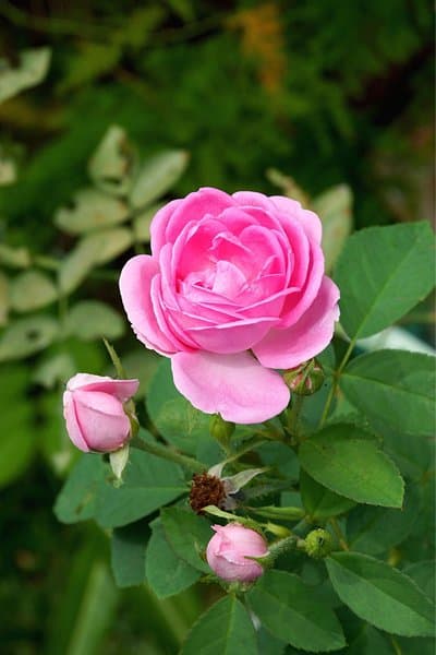 Rose (Rosa spp.) plants are beautiful to grow in a garden, but they require sunlight and regular watering