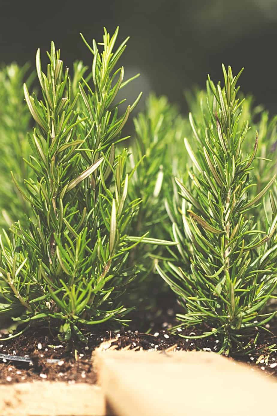 You need to cut 6-8 inches of Rosemary for you to grow this herb in water