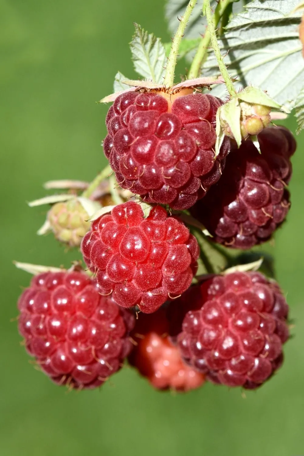 Rubus Idaeus is the European counterpart of the American Raspberry (Rubus Strigosus)
