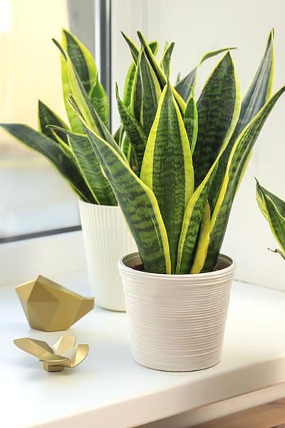 A Snake Plant (Sansevieria trifasciata) can thrive in both high and low light settings