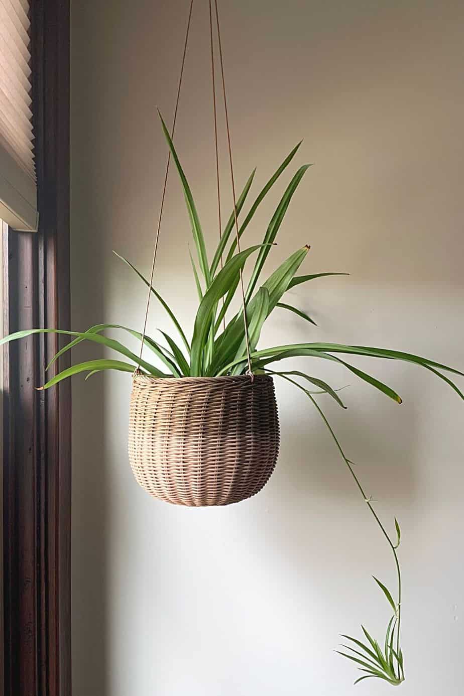 Grow your Spider Plant in a hanging basket if you have cats at home as its toxic for them