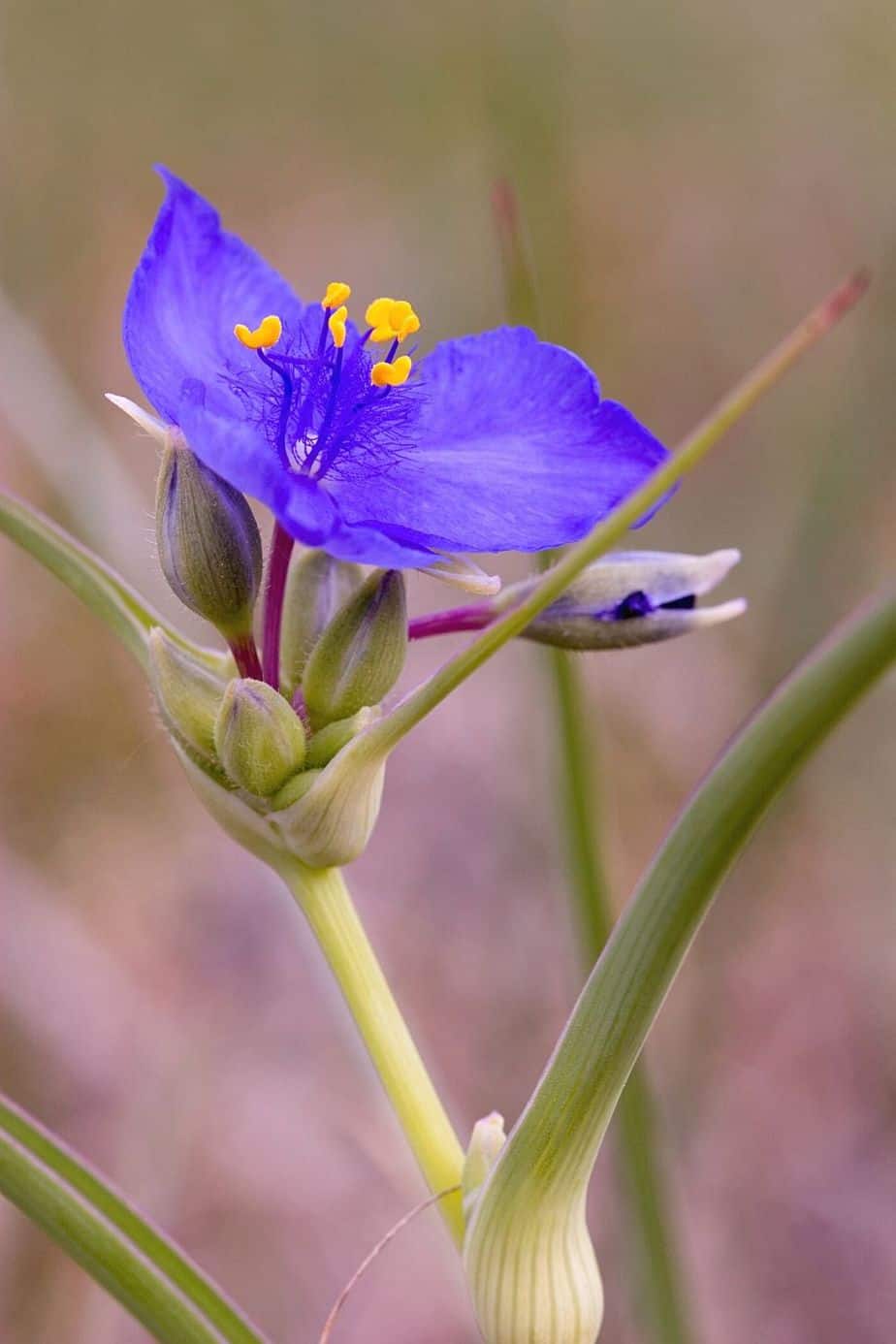 Spiderwort is another stunning plant that you can grow in the water