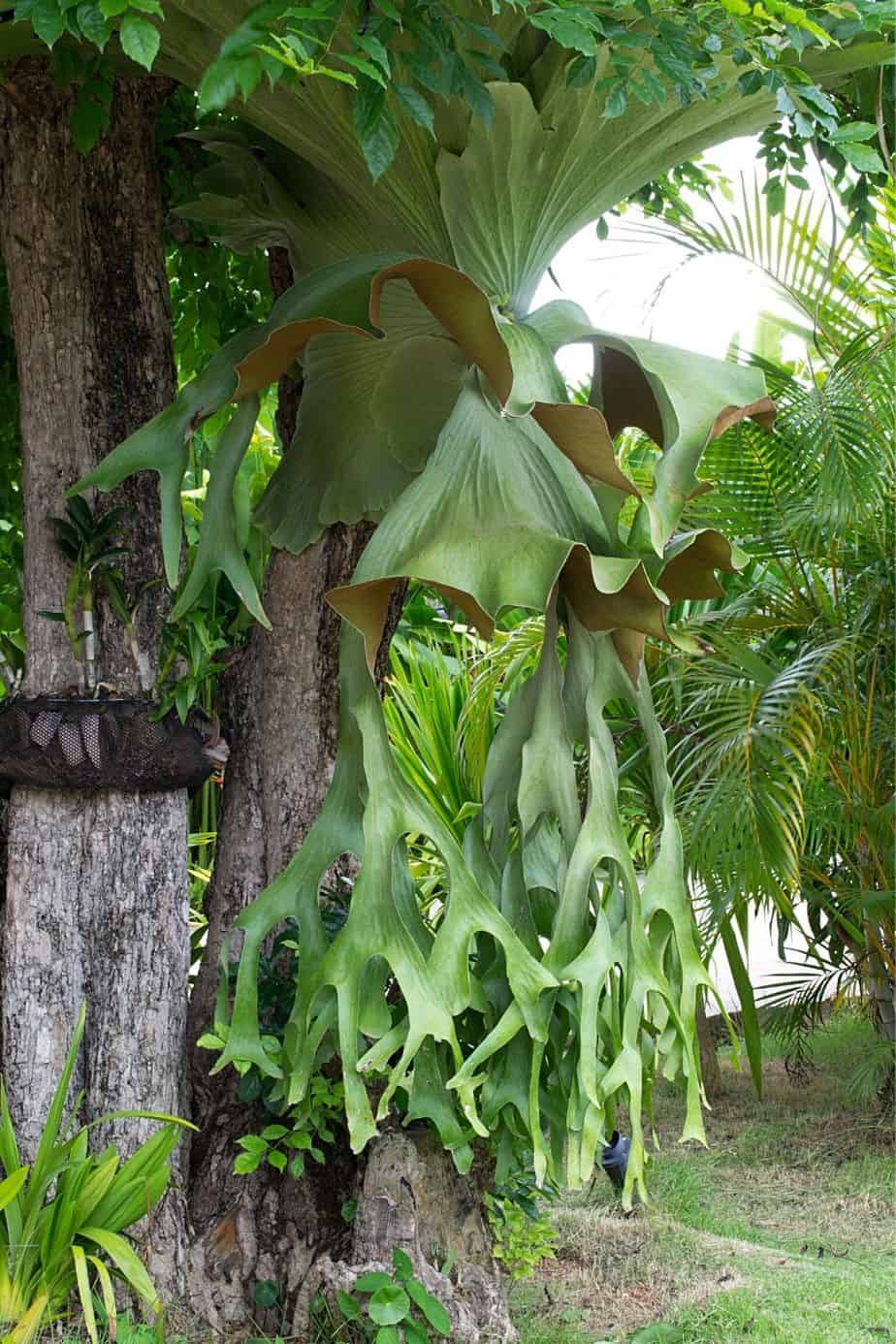 Though the Staghorn Fern grows on other plants, make sure that its roots are submerged in water for it to thrive