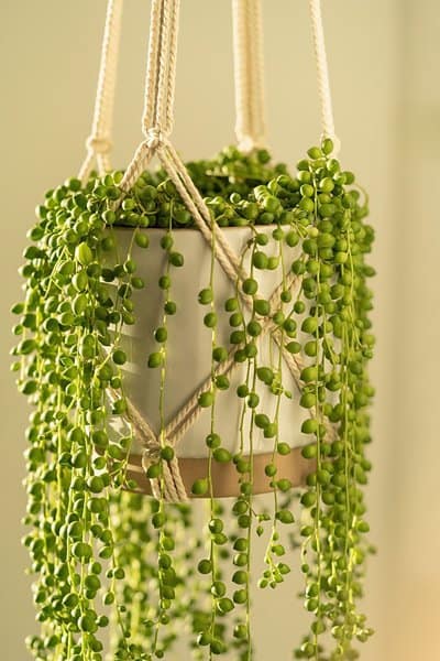Unlike other plants that love bright and direct light, String of Pearls (Senecio rowleyanus) prefer bright yet indirect sunlight to thrive