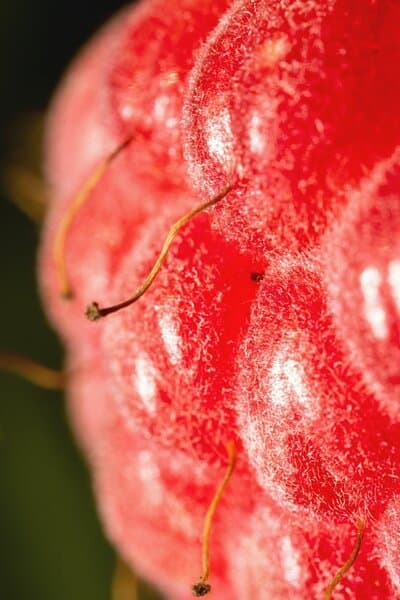 The hair found on the raspberry fruit serves to protect it from insect damage