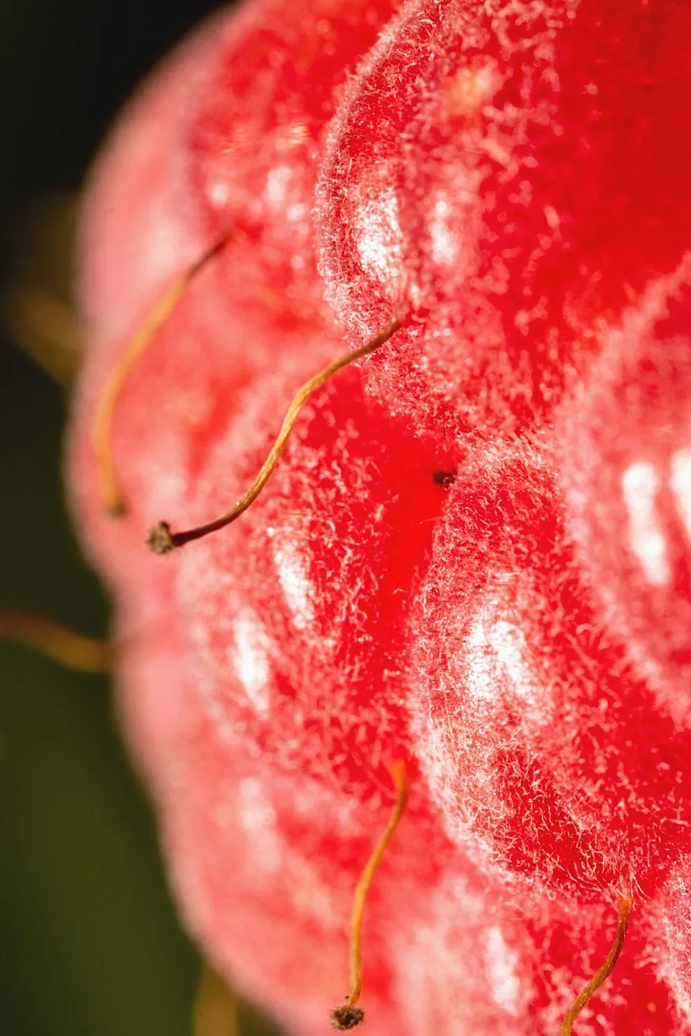 The hair found on the raspberry fruit serves to protect it from insect damage